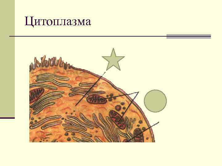 Цитоплазма 