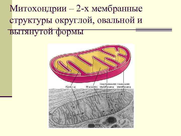 Митохондрии – 2 -х мембранные структуры округлой, овальной и вытянутой формы 