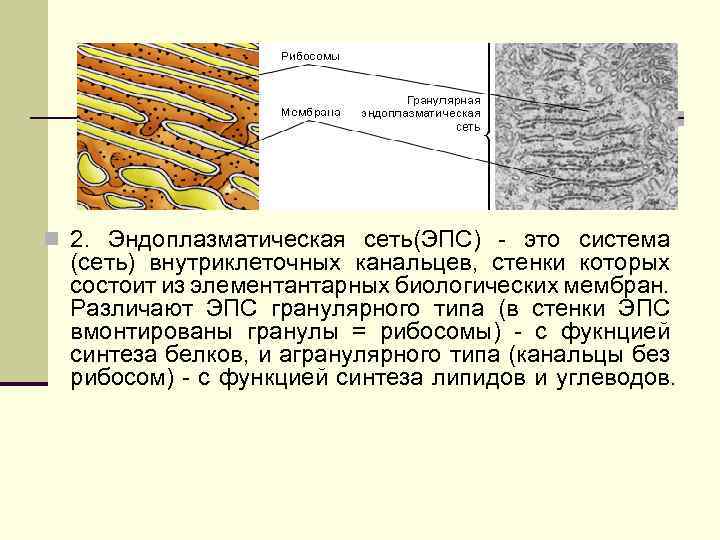 n 2. Эндоплазматическая сеть(ЭПС) - это система (сеть) внутриклеточных канальцев, стенки которых состоит из