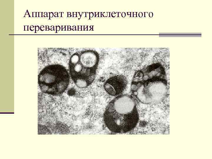 Аппарат внутриклеточного переваривания 