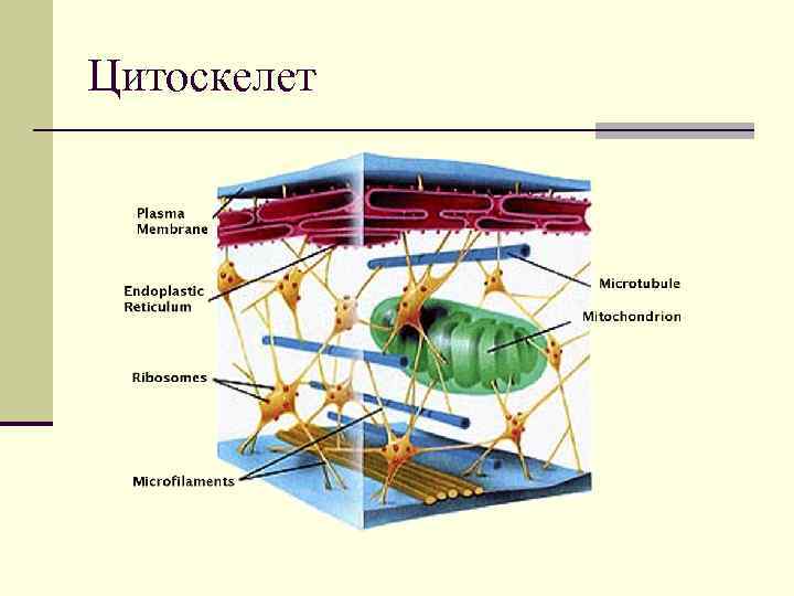 Цитоскелет 