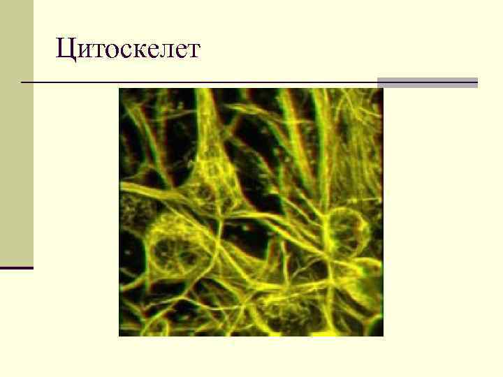Цитоскелет 