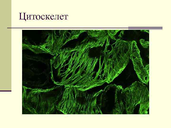 Цитоскелет 