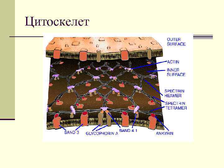Цитоскелет 