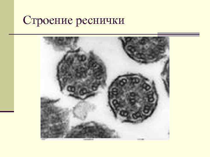 Строение реснички 