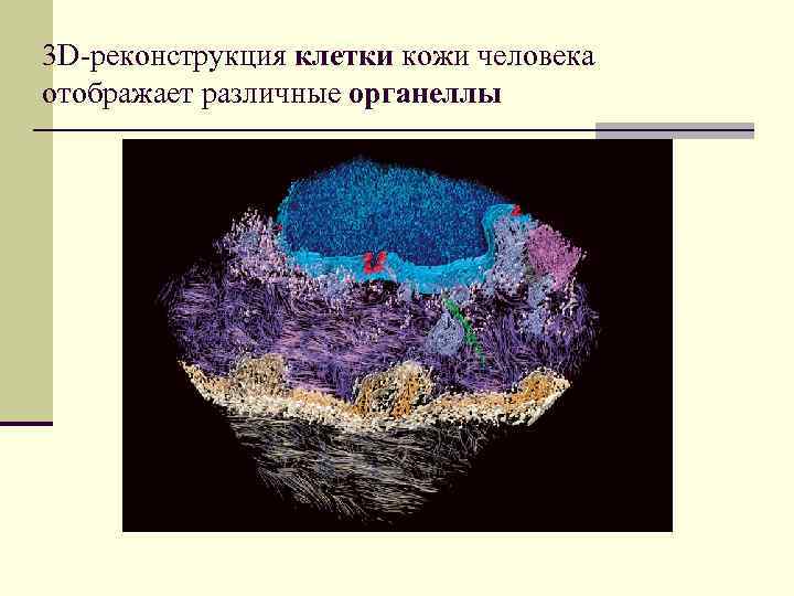 3 D-реконструкция клетки кожи человека отображает различные органеллы 