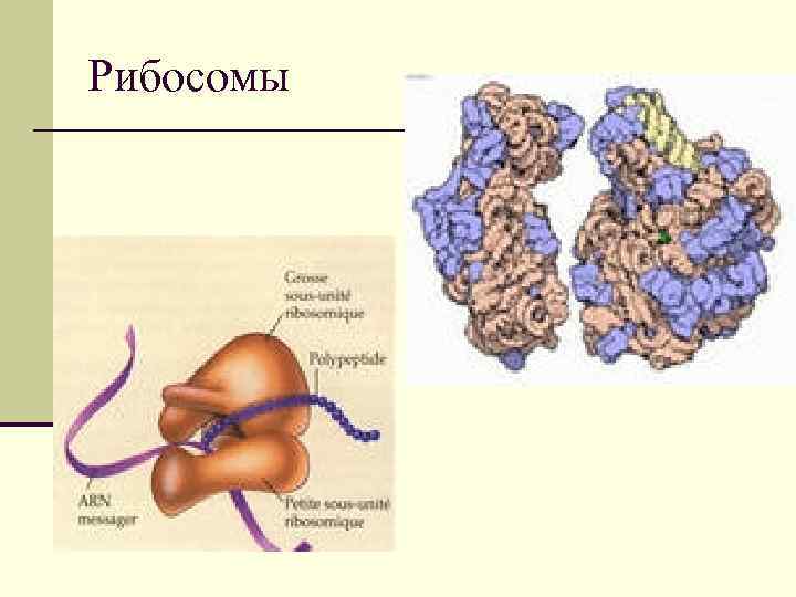 Рибосомы 