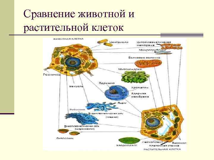 Сравнение животной и растительной клеток 