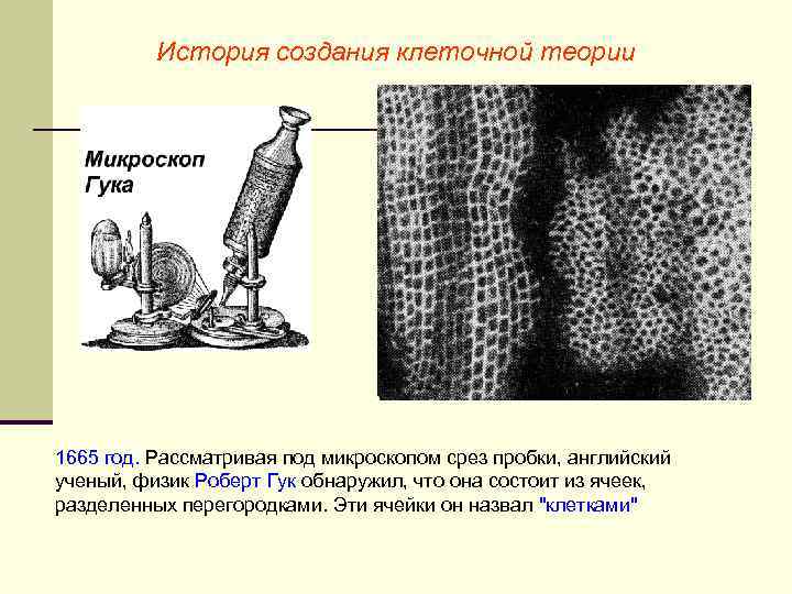 История создания клеточной теории 1665 год. Рассматривая под микроскопом срез пробки, английский ученый, физик