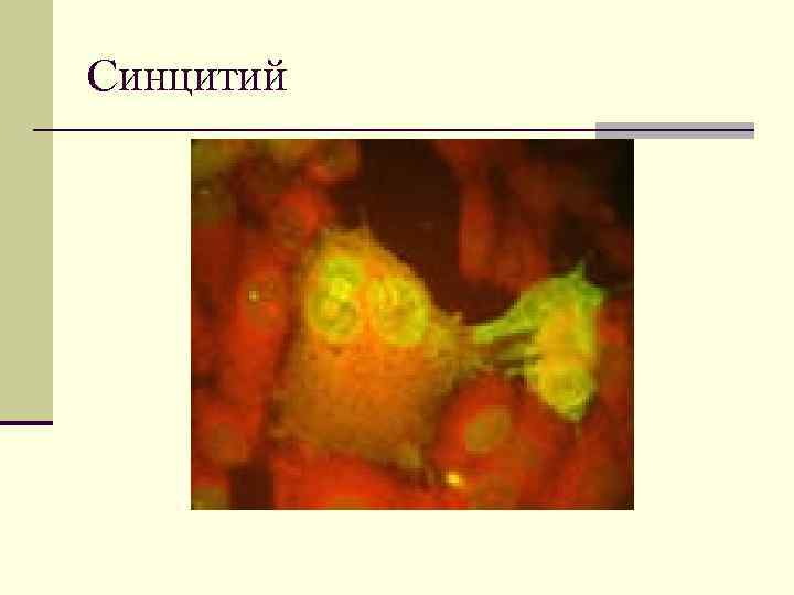 Синцитий 