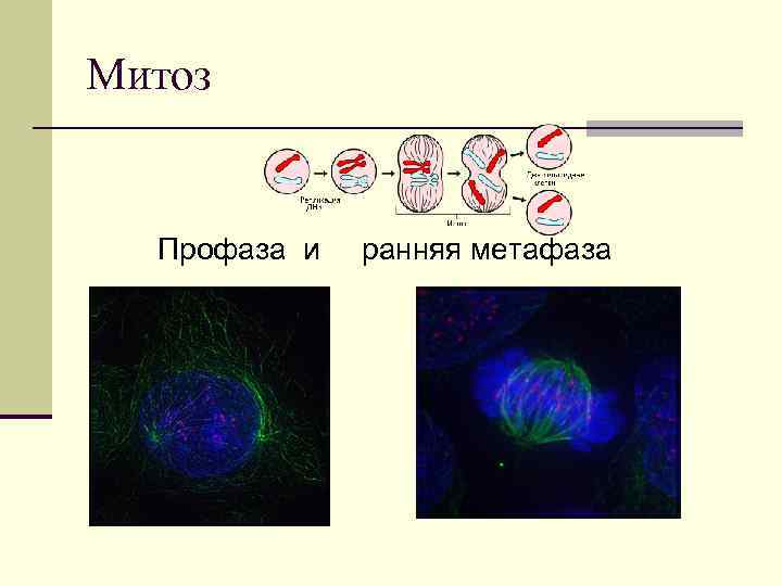 Митоз Профаза и ранняя метафаза 