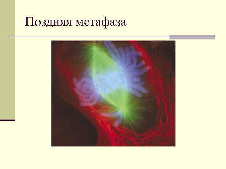 Поздняя метафаза 