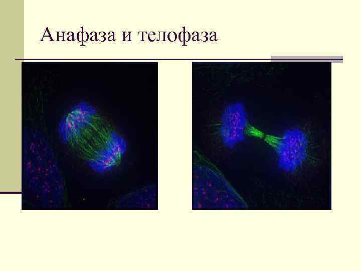Анафаза и телофаза 
