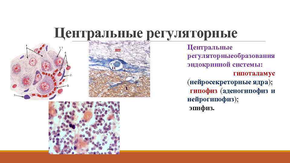 Центральные регуляторные бразования о эндокринной системы: гипоталамус (нейросекреторные ядра); гипофиз (аденогипофиз и нейрогипофиз); эпифиз.