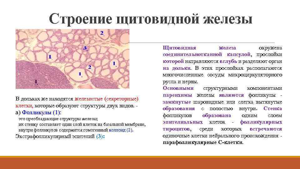 Строение щитовидной железы В дольках же находятся железистые (секреторные) клетки, которые образуют структуры двух