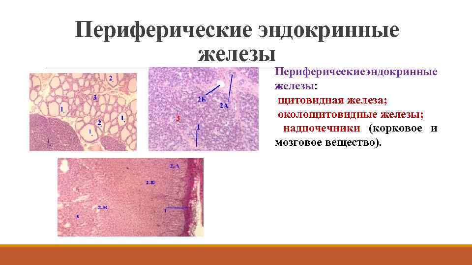 Периферические эндокринные железы Периферические ндокринные э железы: щитовидная железа; околощитовидные железы; надпочечники (корковое и