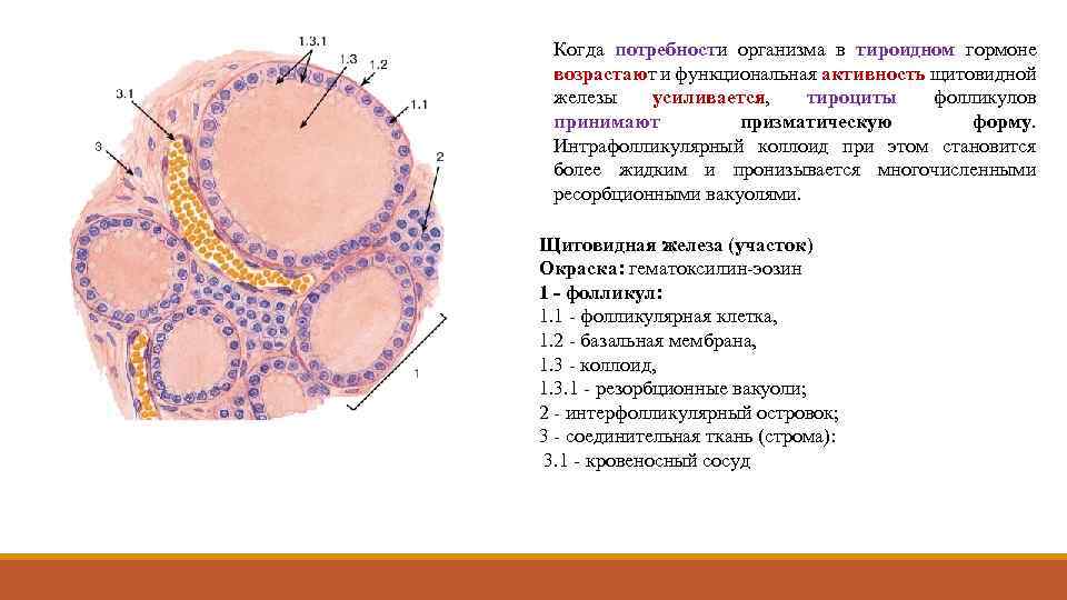 Когда потребности организма в тироидном гормоне возрастают и функциональная активность щитовидной железы усиливается, тироциты