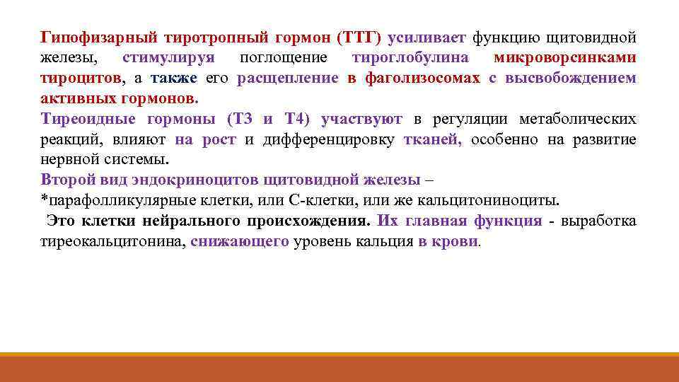 Гипофизарный тиротропный гормон (ТТГ) усиливает функцию щитовидной железы, стимулируя поглощение тироглобулина микроворсинками тироцитов, а