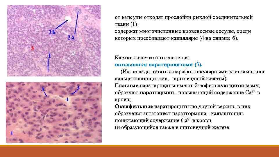 от капсулы отходят прослойки рыхлой соединительной ткани (1); содержат многочисленные кровеносные сосуды, среди которых