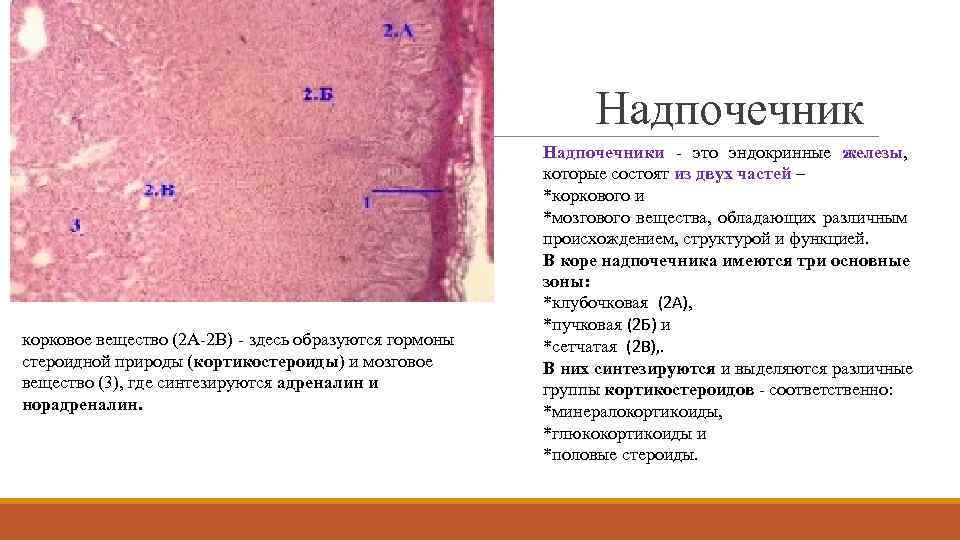  Надпочечник корковое вещество (2 А-2 В) - здесь образуются гормоны стероидной природы (кортикостероиды)