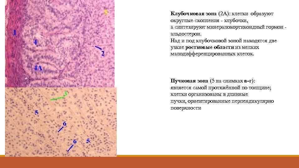 Клубочковая зона (2 А): клетки образуют округлые скопления - клубочки, а синтезируют мннералокортикоидный гормон