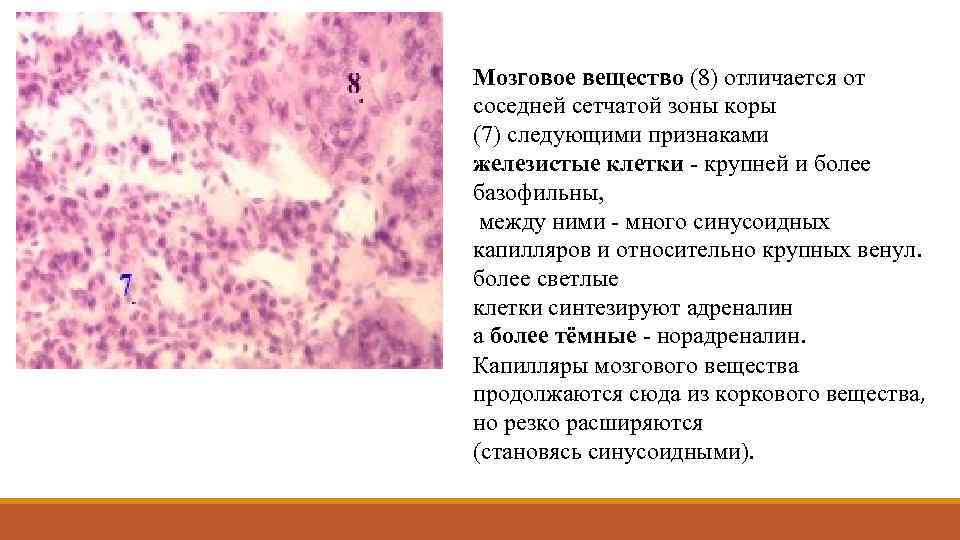 Мозговое вещество (8) отличается от соседней сетчатой зоны коры (7) следующими признаками железистые клетки