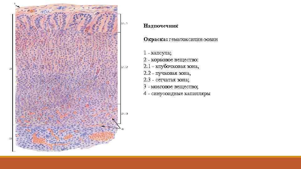Надпочечник Окраска: гематоксилин-эозин 1 - капсула; 2 - корковое вещество: 2. 1 - клубочковая