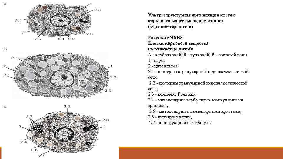 Ультраструктурная организация клеток коркового вещества надпочечника (кортикостероцитов) Рисунки с ЭМФ Клетки коркового вещества (кортикостероциты):