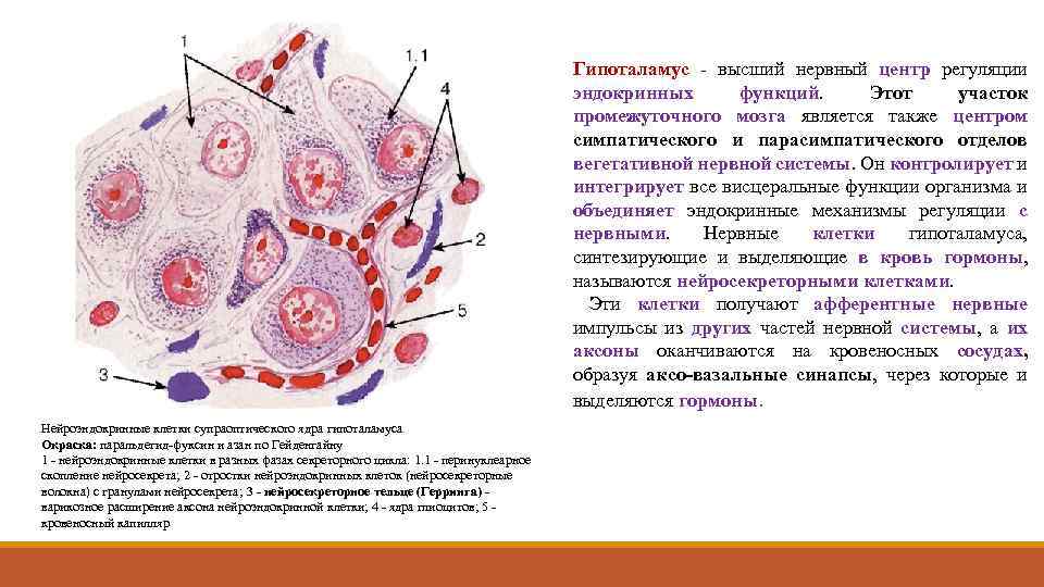 Гипоталамус - высший нервный центр регуляции эндокринных функций. Этот участок промежуточного мозга является также