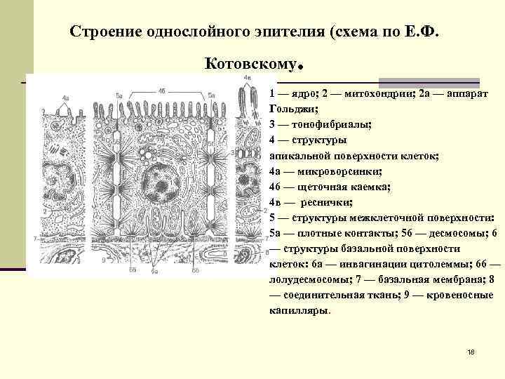 Строение однослойного эпителия (схема по Е. Ф. Котовскому . 1 — ядро; 2 —