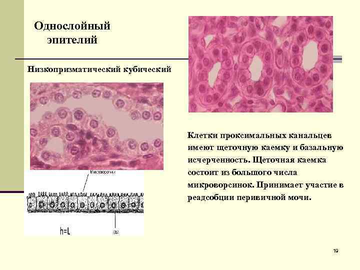 Однослойный эпителий Низкопризматический кубический Клетки проксимальных канальцев имеют щеточную каемку и базальную исчерченность. Щеточная