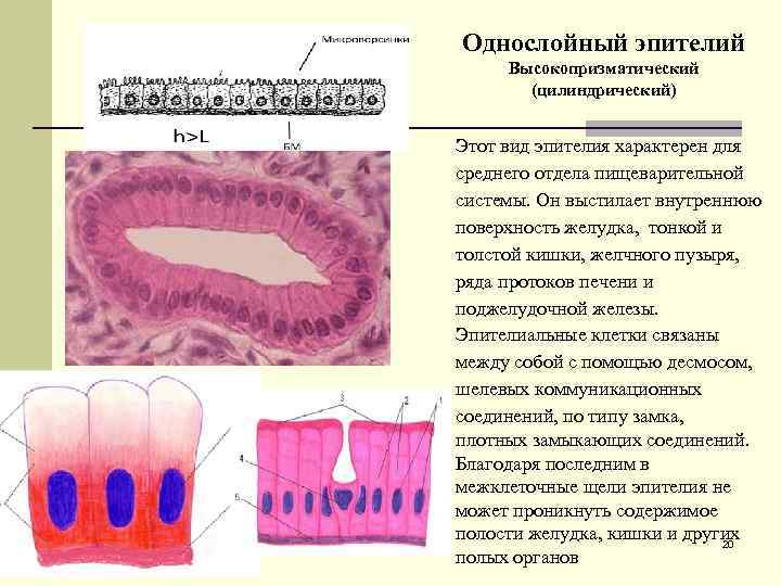 Однослойный эпителий Высокопризматический (цилиндрический) Этот вид эпителия характерен для среднего отдела пищеварительной системы. Он