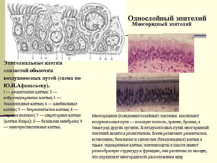 Однослойный эпителий Многорядный эпителий Эпителиальные клетки слизистой оболочки воздухоносных путей (схема по Ю. И.