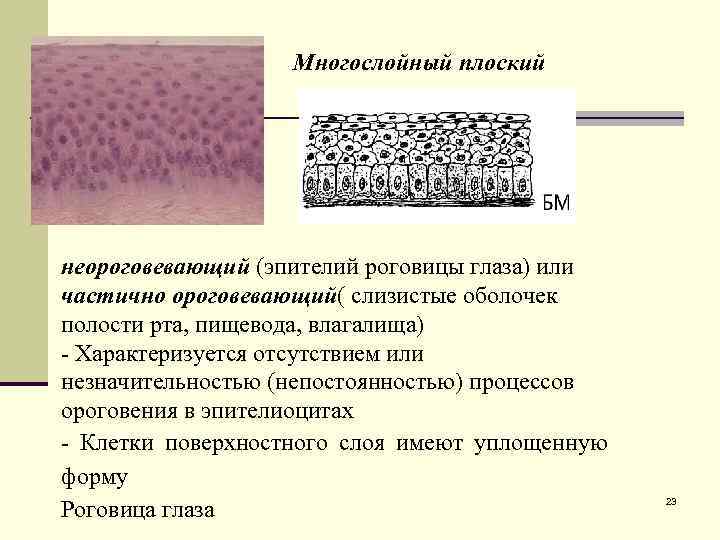 Многослойный плоский неороговевающий (эпителий роговицы глаза) или частично ороговевающий( слизистые оболочек полости рта, пищевода,