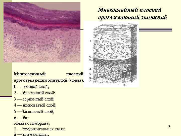 Многослойный плоский ороговевающий эпителий (схема). I — роговой слой; 2 — блестящий слой; 3