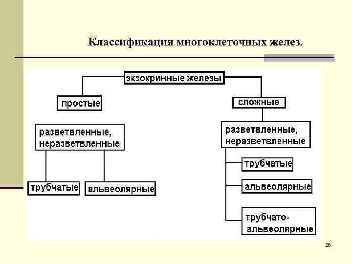 Классификация многоклеточных желез. 26 