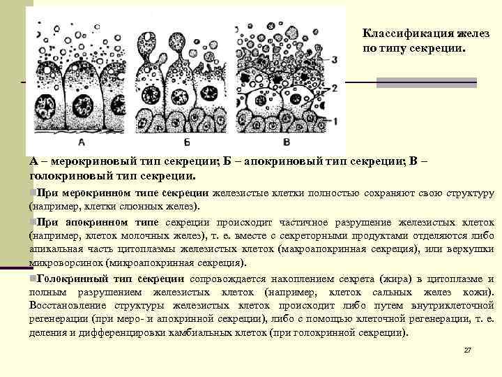 Классификация желез по типу секреции. А – мерокриновый тип секреции; Б – апокриновый тип