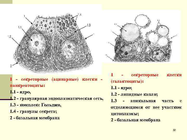 1 - секреторные (ацинарные) клетки - панкреатоциты: 1. 1 - ядро, 1. 2 -