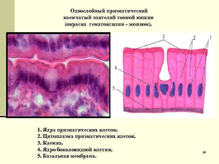  Однослойный призматический каемчатый эпителий тонкой кишки (окраска гематоксилин - эозином). 1. Ядра призматических