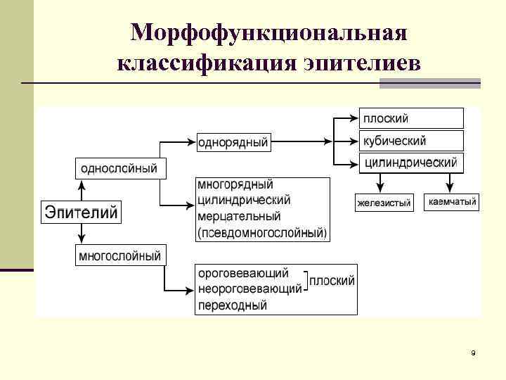 Морфофункциональная классификация эпителиев 9 