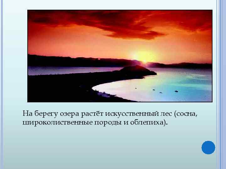 На берегу озера растёт искусственный лес (сосна, широколиственные породы и облепиха). 