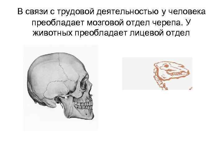 В связи с трудовой деятельностью у человека преобладает мозговой отдел черепа. У животных преобладает