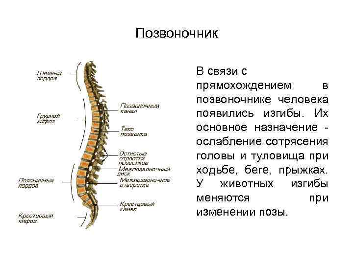 Позвоночник В связи с прямохождением в позвоночнике человека появились изгибы. Их основное назначение ослабление