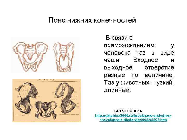 Пояс нижних конечностей В связи с прямохождением у человека таз в виде чаши. Входное