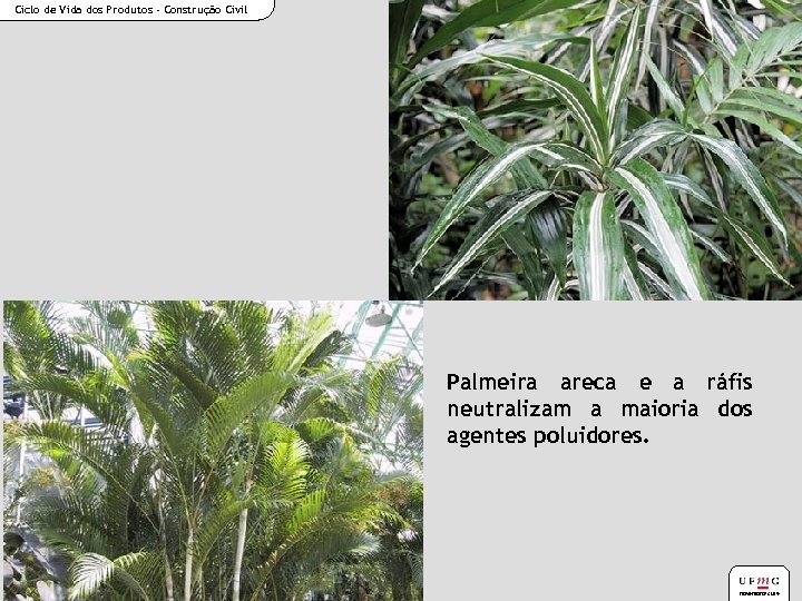Ciclo de Vida dos Produtos - Construção Civil Palmeira areca e a ráfis neutralizam