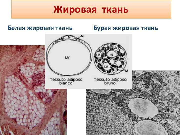 Запасает жировую ткань. Бурый жир гистология. Бурая жировая ткань гистология. Функции бурой жировой ткани гистология. Строение бурой жировой ткани.