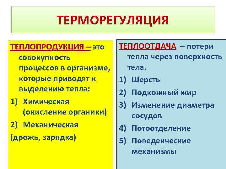 ТЕРМОРЕГУЛЯЦИЯ ТЕПЛОПРОДУКЦИЯ – это совокупность процессов в организме, которые приводят к выделению тепла: 1)