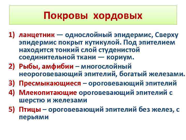 Особенности строения покрова. Эволюция кожных покровов хордовых. Покровы хордовых. Особенности развития хордовых. Филогенез покровов хордовых.