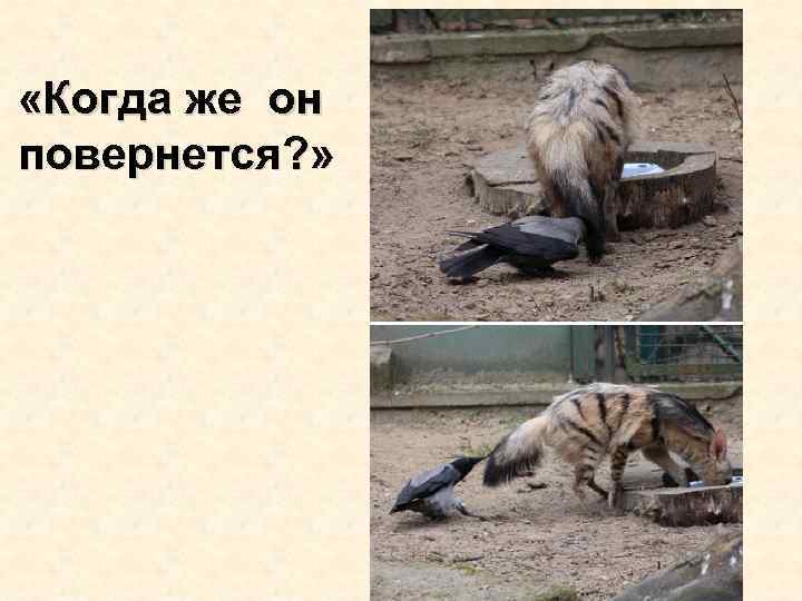  «Когда же он повернется? » 