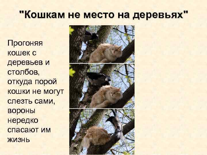 "Кошкам не место на деревьях" Прогоняя кошек с деревьев и столбов, откуда порой кошки